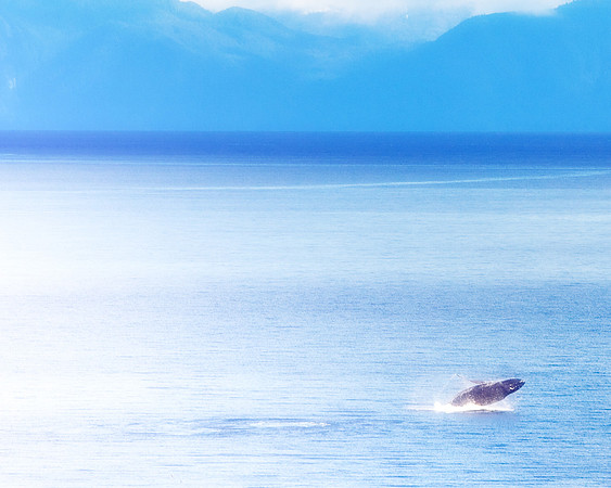 God's creations In Alaska