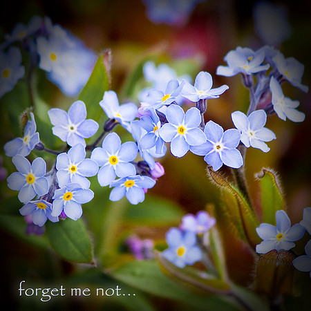 Forget me not
